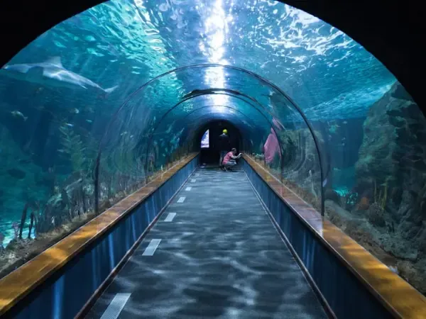 Visitor tunnel running through an aquarium tank